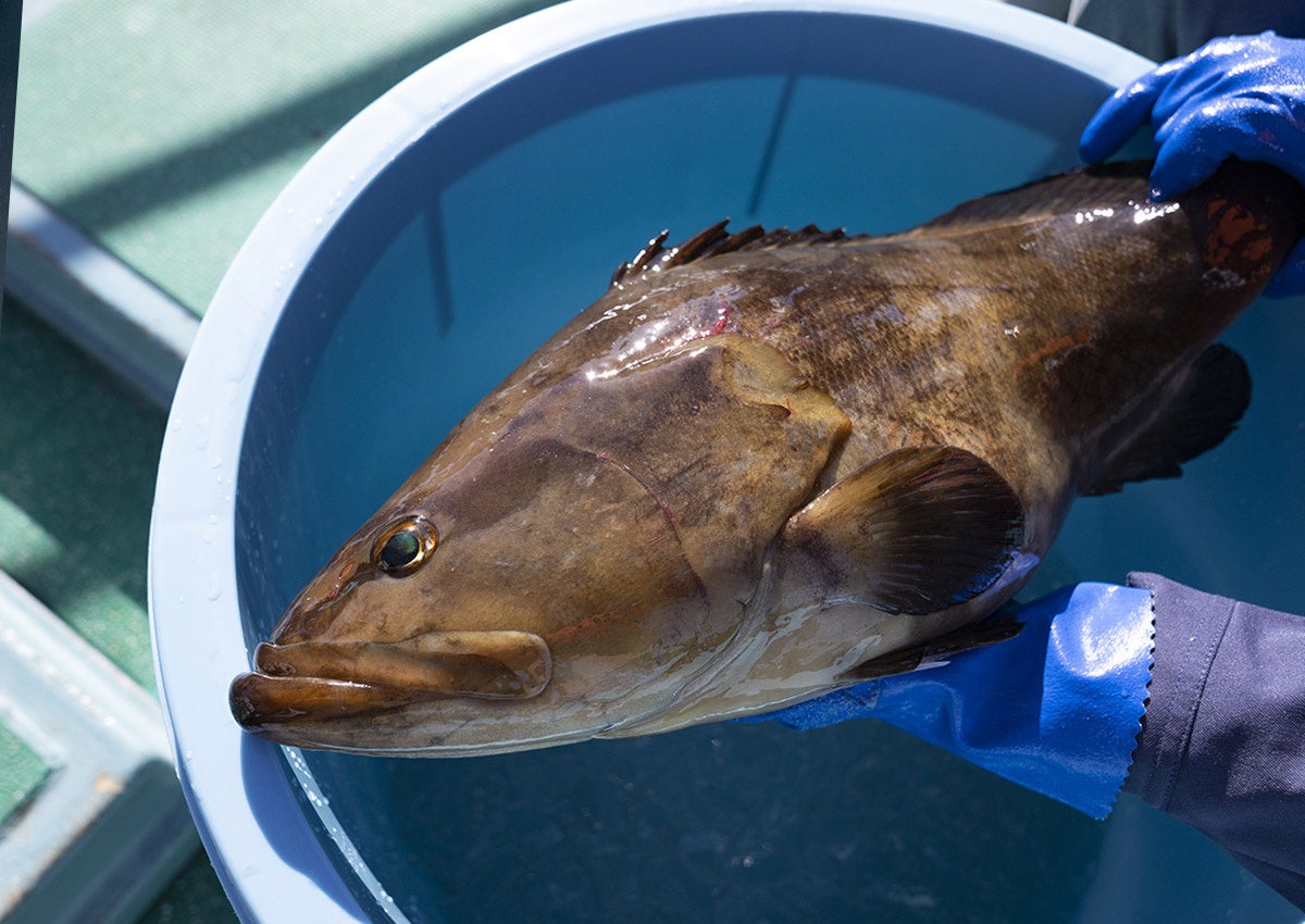 超希少な高級魚「クエ」をいつでも食べられる時代がやってきた！水産王国 愛媛県が養殖技術を確立したクエのお取り寄せのサブ画像1