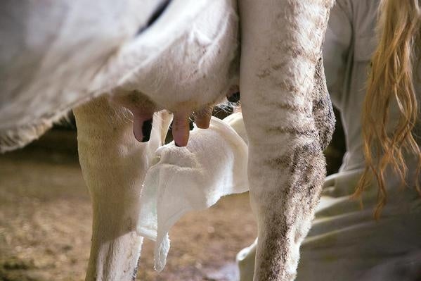 酪農産地へ贈るタオルを募集　搾乳などに使用する必需品のサブ画像1