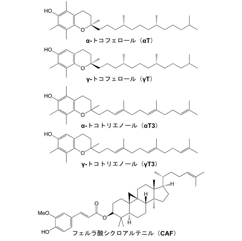 【岡山大学】玄米の健康機能を担う主要成分としてフェルラ酸シクロアルテニルを同定のサブ画像2_玄米に含まれる主要な脂溶性成分の構造