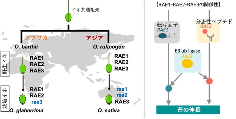 アフリカの栽培イネが芒（のぎ）を失った理由 ～アジアとアフリカで異なる遺伝子の選抜が起きたことを解明～のサブ画像4_図3. 予想されるアジアとアフリカにおけるRAE1、RAE2、RAE3遺伝子の選抜過程とRAE1-RAE2-RAE3の遺伝学的関係性