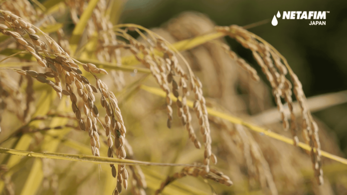 イスラエル発アグリテック企業「ネタフィム」が、点滴灌水で栽培した米を収穫／実証実験を終え、環境負荷・生産過程の課題解決に意欲のメイン画像