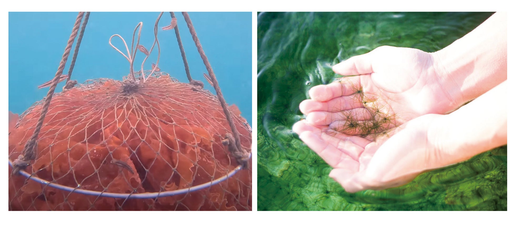 海藻を発酵させてつくった「海のワイン」が誕生のサブ画像4