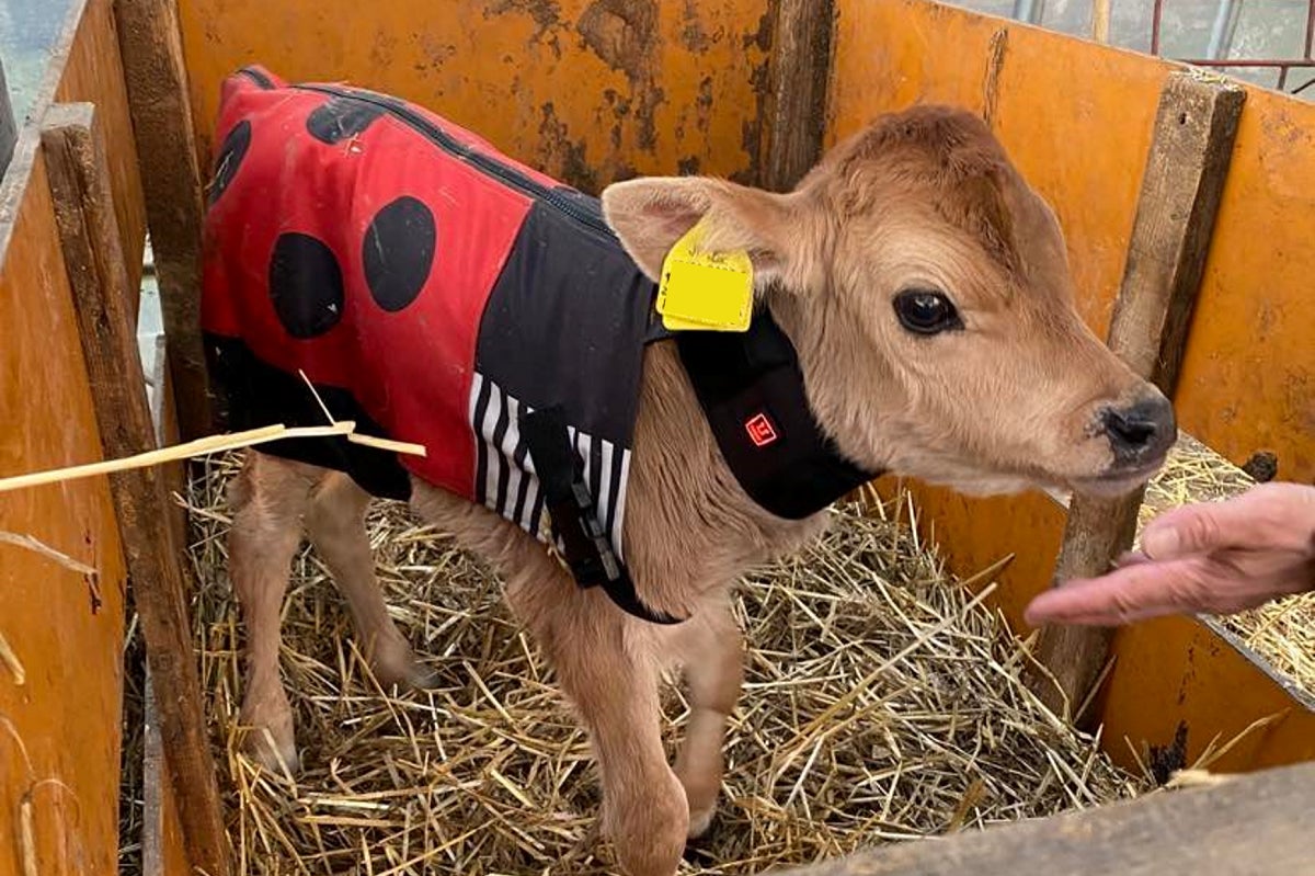 【鹿児島に今季初上陸】子牛の防寒着USIMOの「+3℃コート」、2月15日～17日に肝属中央家畜市場に出店のサブ画像2