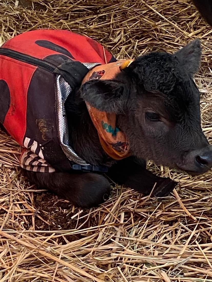 【USIMO】子牛の防寒着、北陸で今季最後の出店。2月16日、北陸三県家畜市場に登場。のサブ画像3