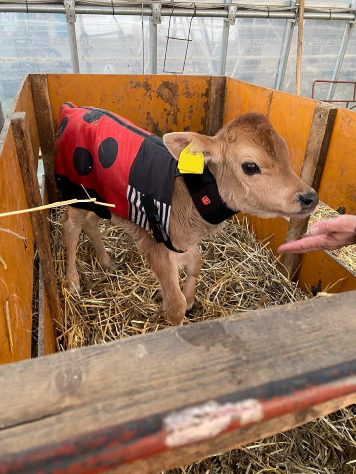 【USIMO】子牛の防寒ブランドの「+3℃コート」、2月8日に但馬家畜市場に体験展示出店のメイン画像