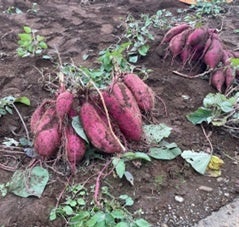 有名産地のお芋から珍しい産地のお芋まで！厳選されたサツマイモが全国各地からさつまいも博会場に大集合！！のサブ画像2