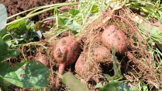 有名産地のお芋から珍しい産地のお芋まで！厳選されたサツマイモが全国各地からさつまいも博会場に大集合！！のサブ画像4