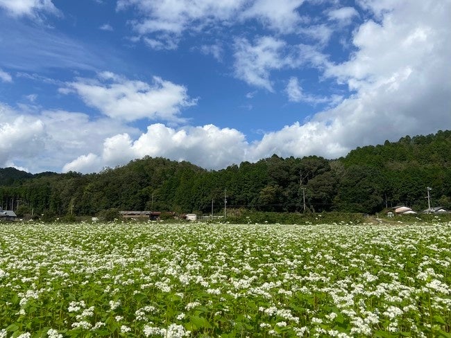 京都栄養医療専門学校 × 京都丹波産そば！学生が考案した新メニュー発表会を開催します！のサブ画像1_京都丹波のそば畑