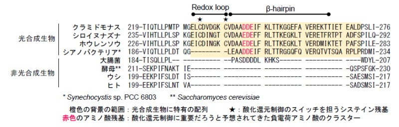 葉緑体ATP合成酵素の酸化還元制御のしくみを解明 －光合成ではたらく酵素の分子モータータンパク質の回転制御－〔東京工業大学、岡山大学〕のサブ画像2