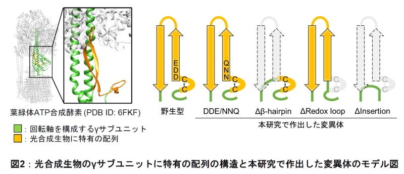 葉緑体ATP合成酵素の酸化還元制御のしくみを解明 －光合成ではたらく酵素の分子モータータンパク質の回転制御－〔東京工業大学、岡山大学〕のサブ画像3