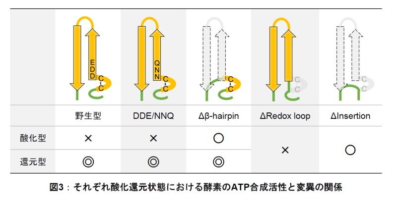 葉緑体ATP合成酵素の酸化還元制御のしくみを解明 －光合成ではたらく酵素の分子モータータンパク質の回転制御－〔東京工業大学、岡山大学〕のサブ画像4