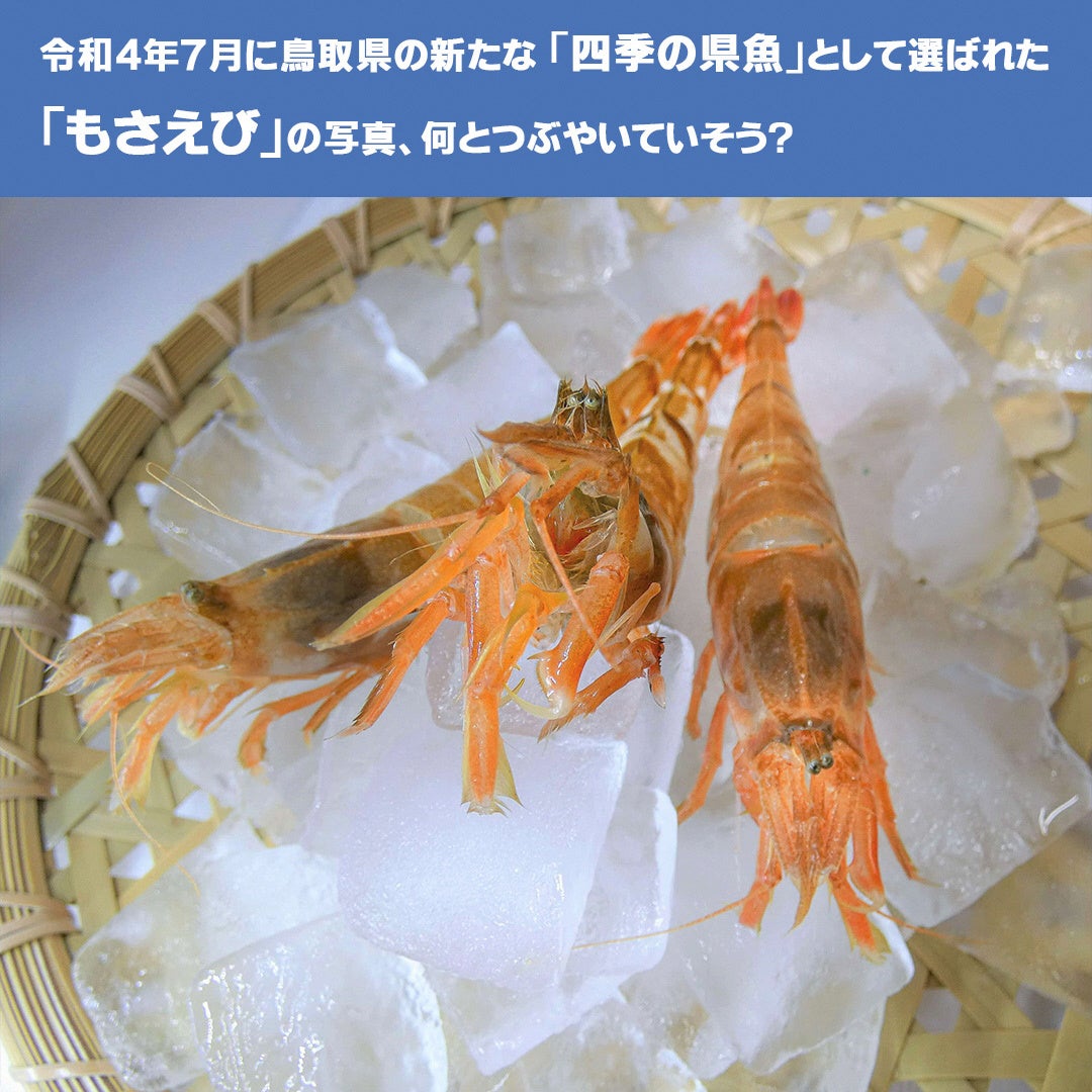 「四季の県魚」のSNS大喜利企画の開催のサブ画像1