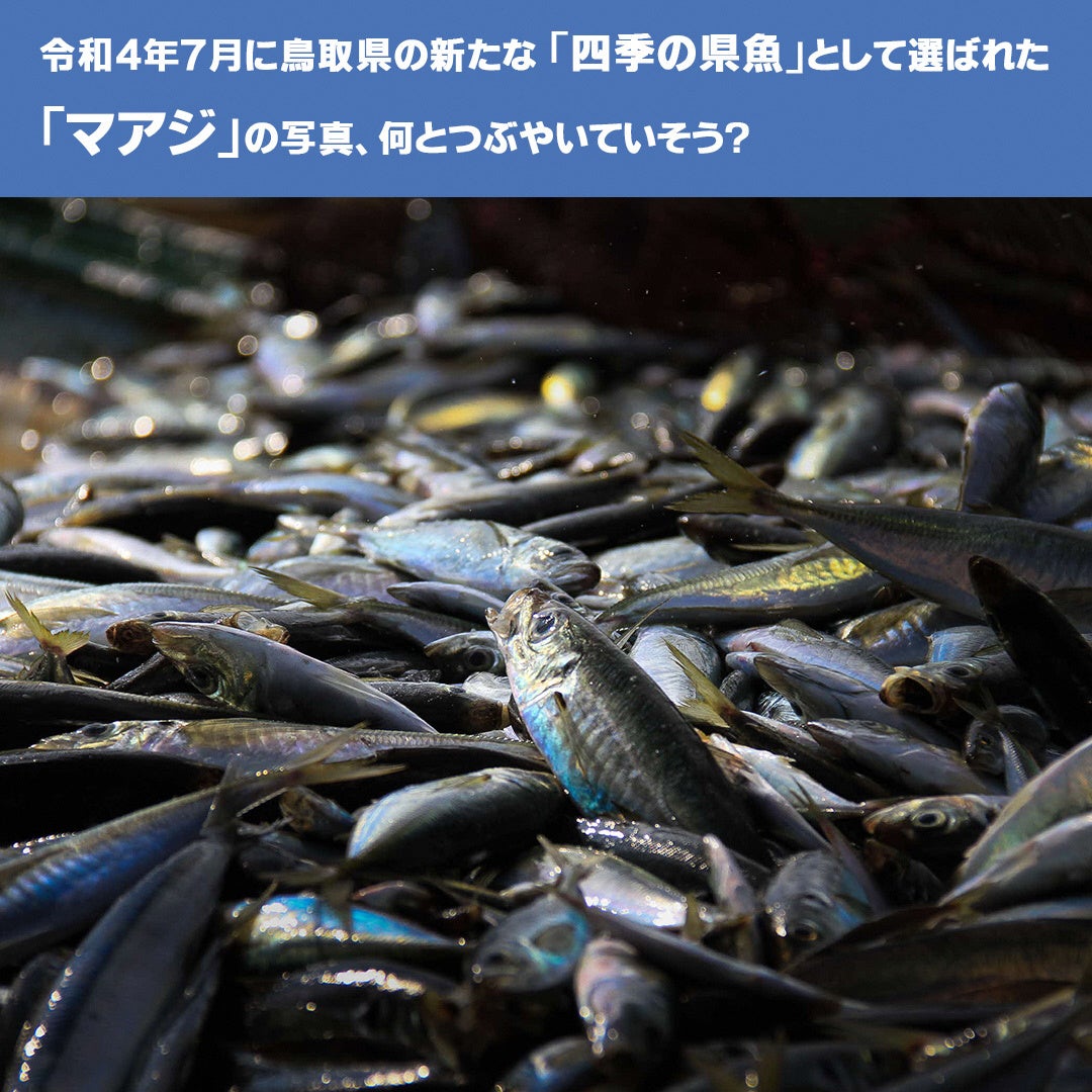 「四季の県魚」のSNS大喜利企画の開催のサブ画像2