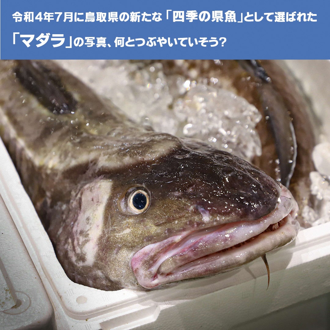 「四季の県魚」のSNS大喜利企画の開催のサブ画像4