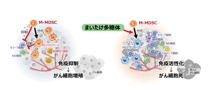 まいたけ多糖類によるがんの抑制機構の研究結果についてのお知らせ～神戸薬科大学との共同研究が「Life Sciences」に掲載～のメイン画像