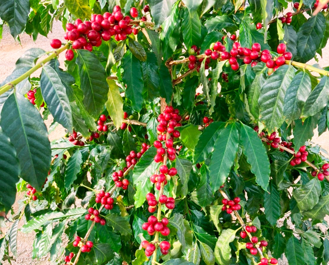 《国産コーヒー》の木のオーナー募集開始・誰もがコーヒーの木のオーナーに（2023）のサブ画像1