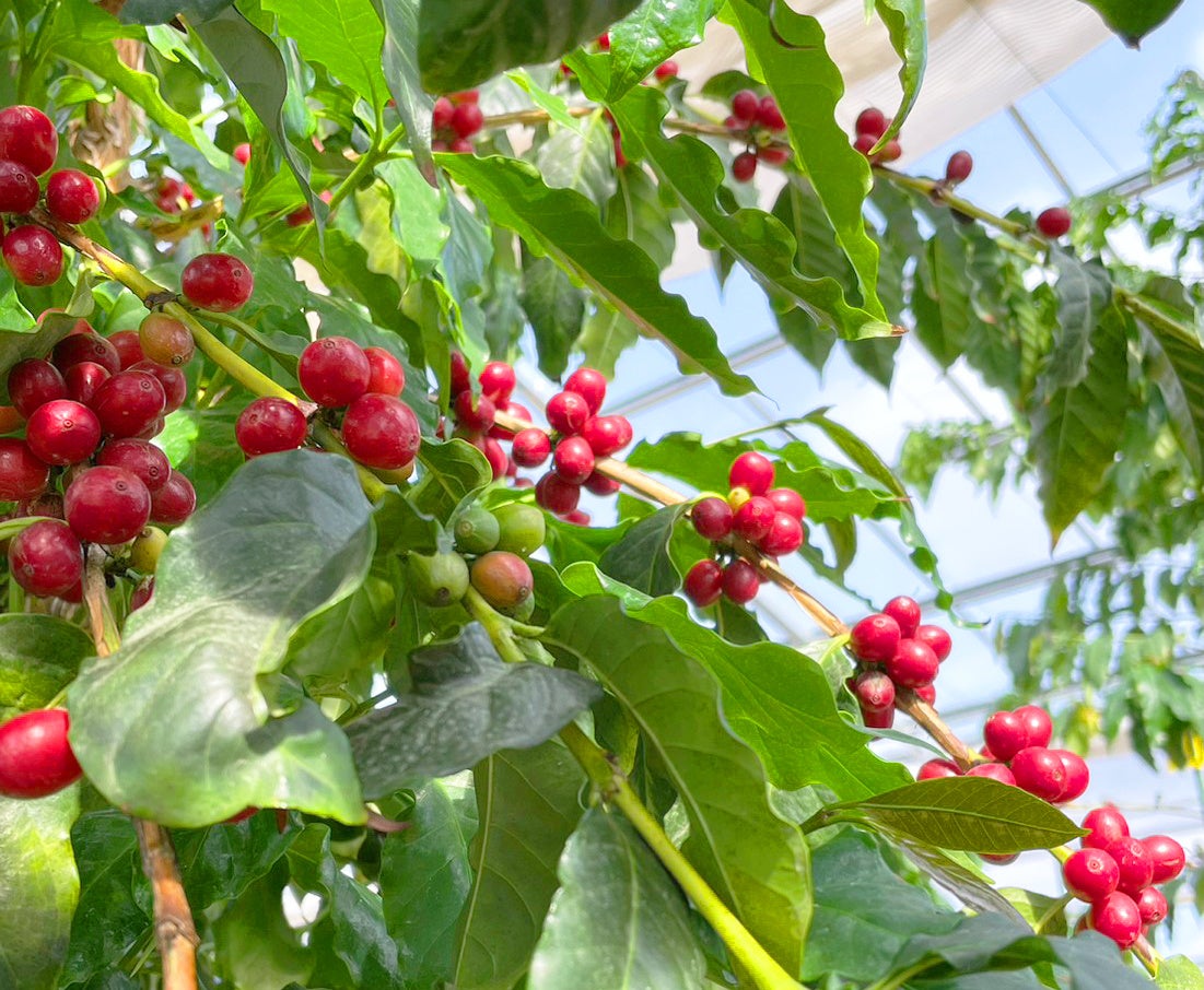 本州で《国産コーヒー》の栽培&収穫に成功 !!のサブ画像1