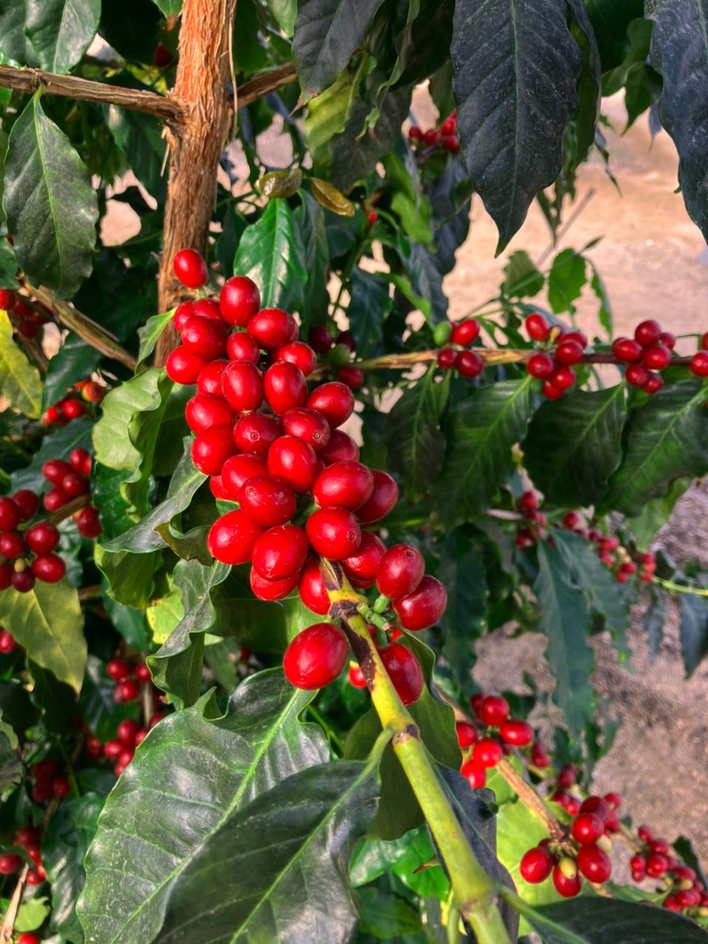 本州で《国産コーヒー》の栽培&収穫に成功 !!のサブ画像3