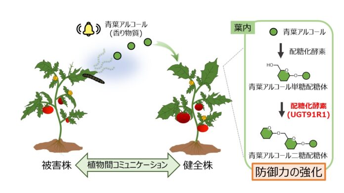 植物間コミュニケーションによって、植物が将来起こり得る被害から身を守る仕組みを解明のメイン画像
