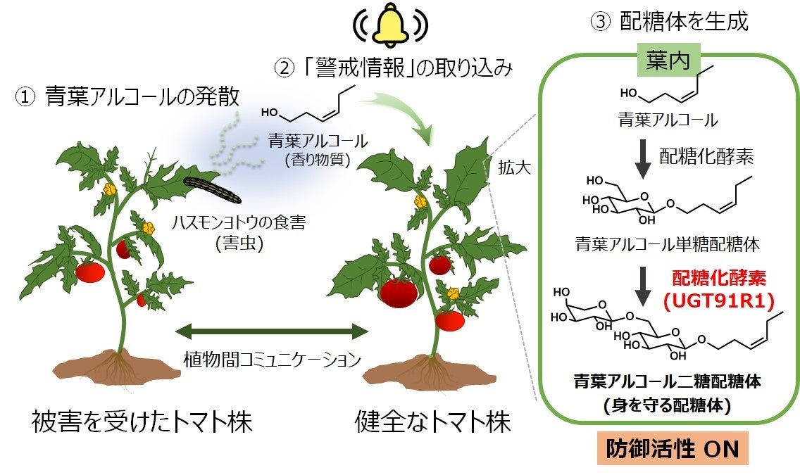 植物間コミュニケーションによって、植物が将来起こり得る被害から身を守る仕組みを解明のサブ画像2