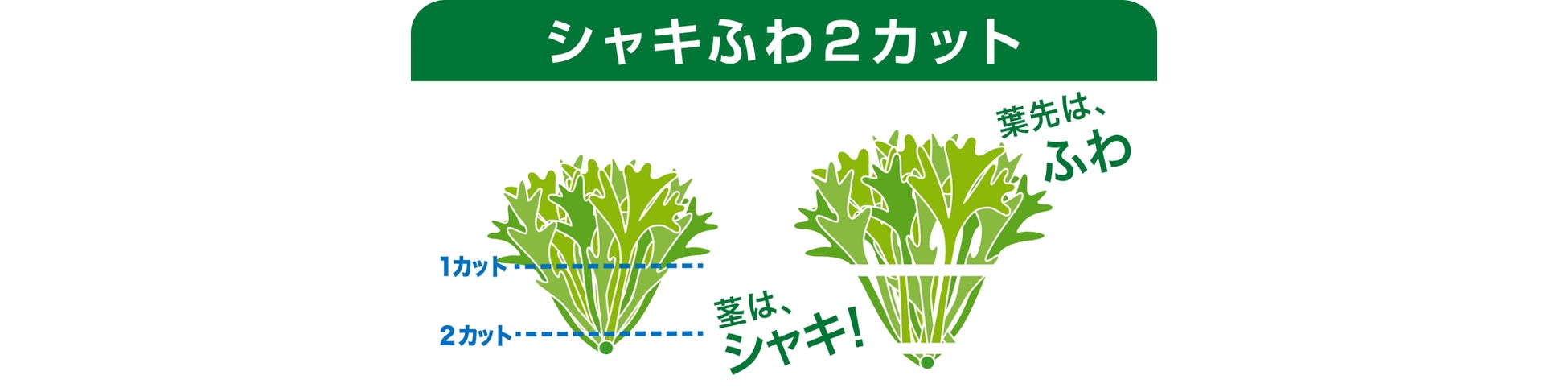 植物工場野菜『ベジタス』から「スティックレタス」が新発売！のサブ画像2