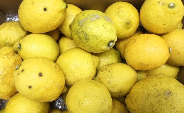 産業・観光振興への取り組みとして上島町にてクラダシチャレンジを実施し、レモン190kgを販売。のサブ画像2_△学生が収穫予定のレモン