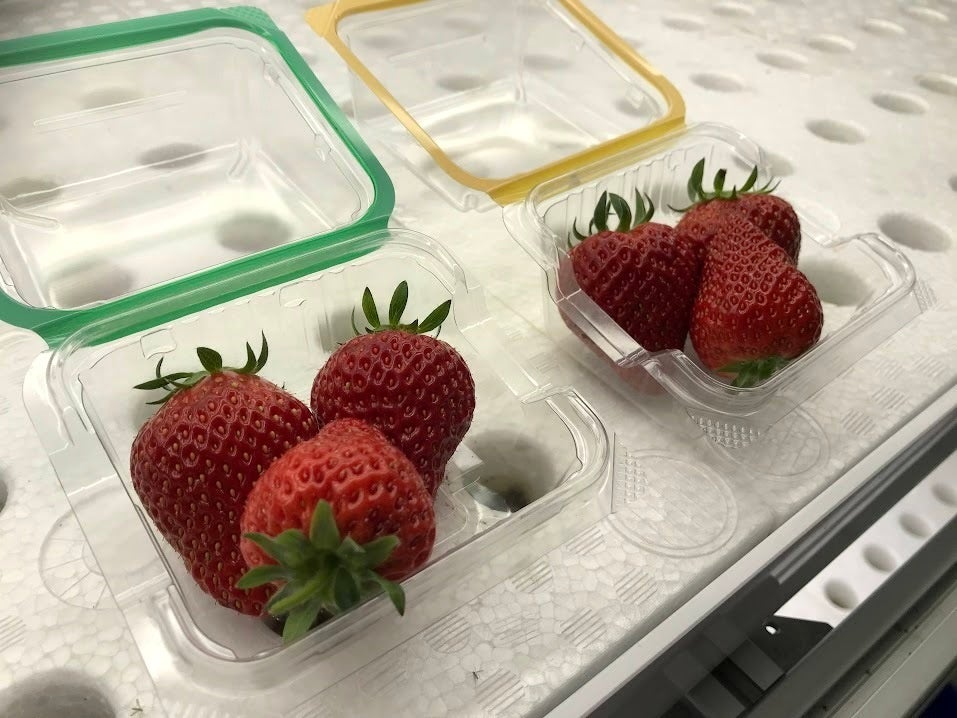 アクポニとアグリ王、アクアポニックスによるイチゴ栽培の共同実証実験を開始のサブ画像3_アクアポニックスで栽培したイチゴ