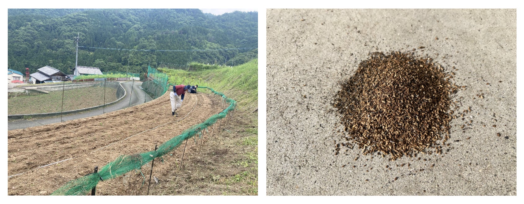 循環型の食料生産に向けてコオロギ飼育残渣の肥料効果を検証、「コオロギフラス」の農業肥料活用を目指した実証実験のサブ画像1_左：田口農園 徳島、右：コオロギフラス