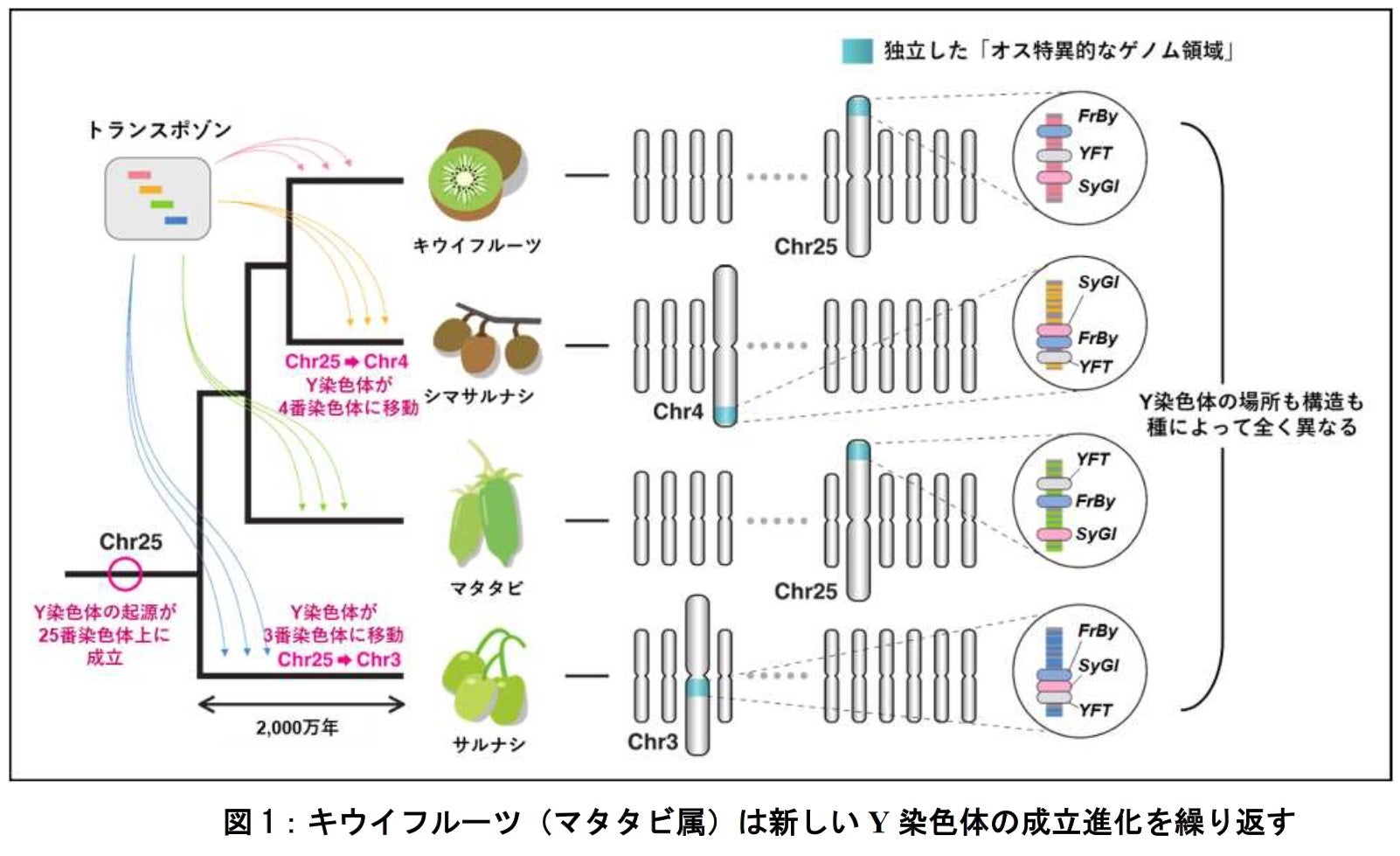 【岡山大学】キウイフルーツのゲノム解読が「性染色体進化の定説」を覆すのサブ画像2