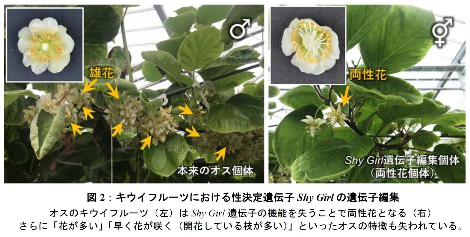 【岡山大学】キウイフルーツのゲノム解読が「性染色体進化の定説」を覆すのサブ画像3