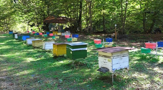 千葉県・流山市から始まる次世代スマート農業と食・環境教育のサブ画像7_アゼルバイジャンの養蜂
