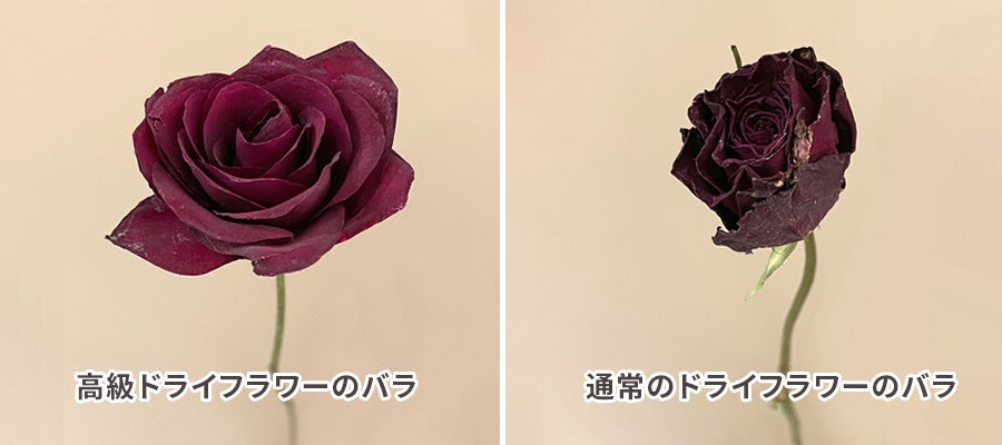 新商品「バラ」の高級ドライフラワーを販売開始！｜花の卸通販フラワースミスマーケットのサブ画像2