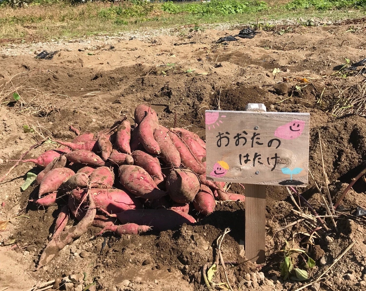 湖畔に広がるあなただけの農園　長野県岡谷市でシルクスイート栽培のオーナーを募集！のサブ画像2