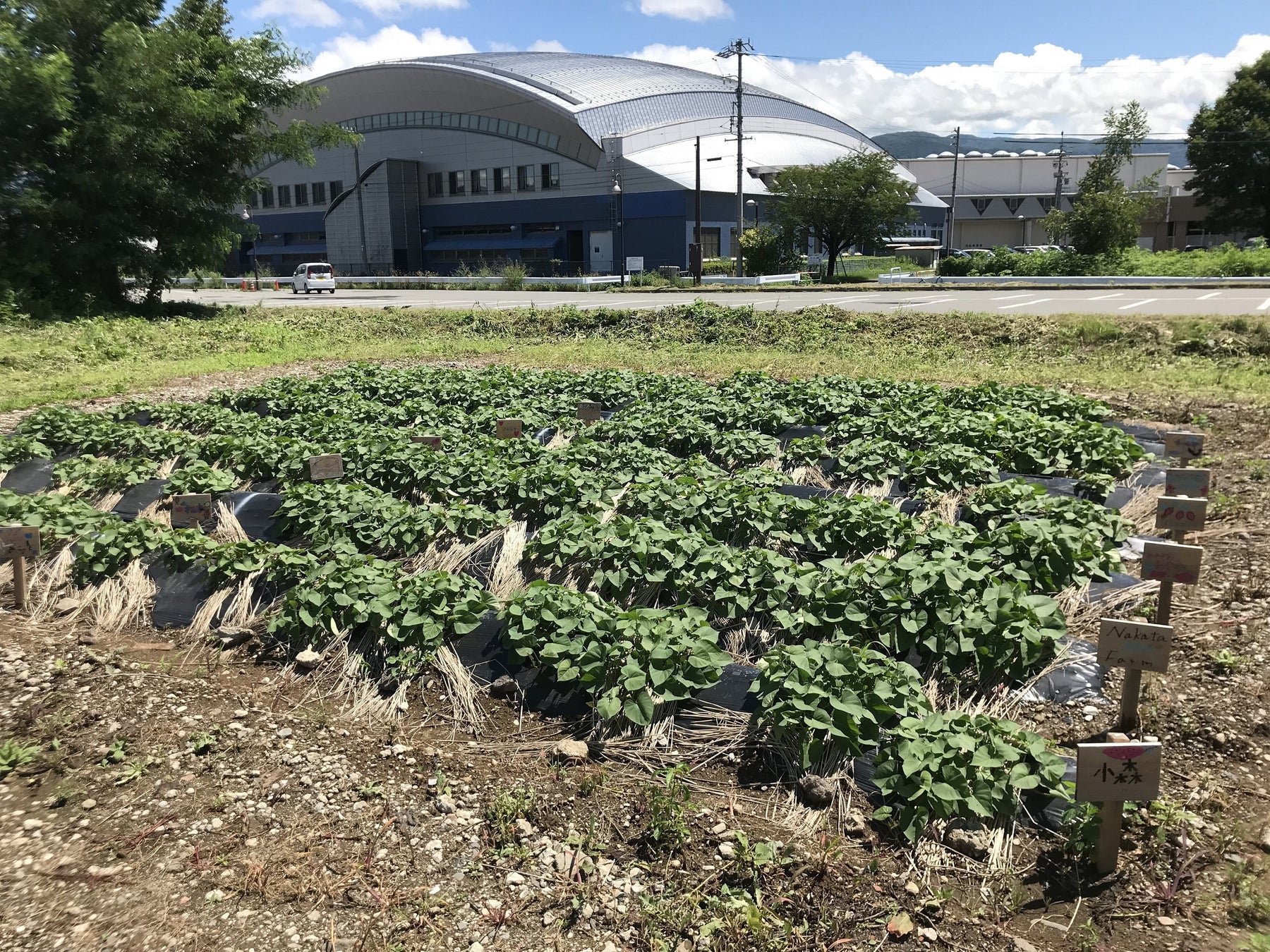 湖畔に広がるあなただけの農園　長野県岡谷市でシルクスイート栽培のオーナーを募集！のサブ画像3