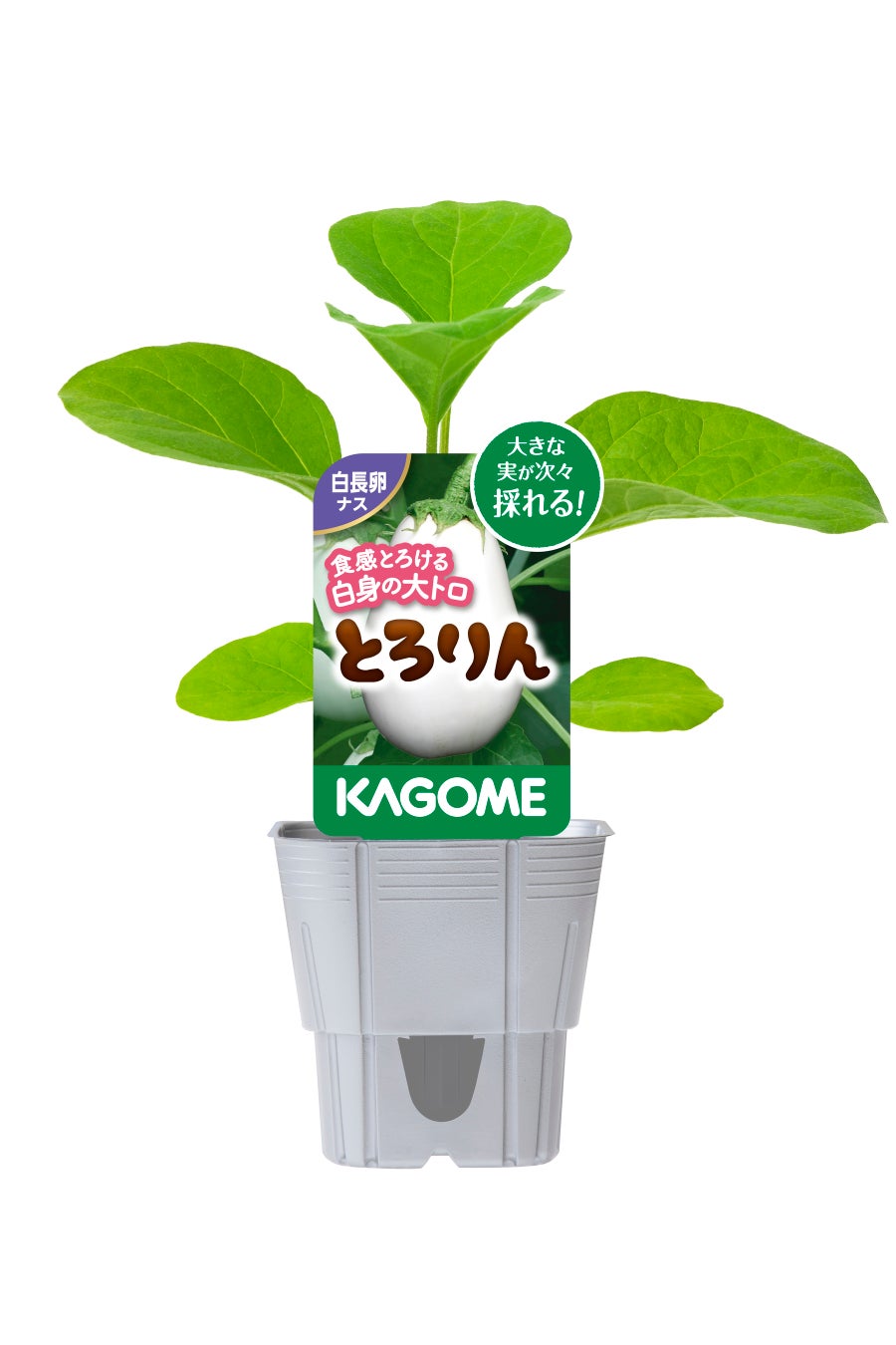 カゴメオリジナル品種 家庭園芸用苗（2023年シーズン）の販売開始のサブ画像4