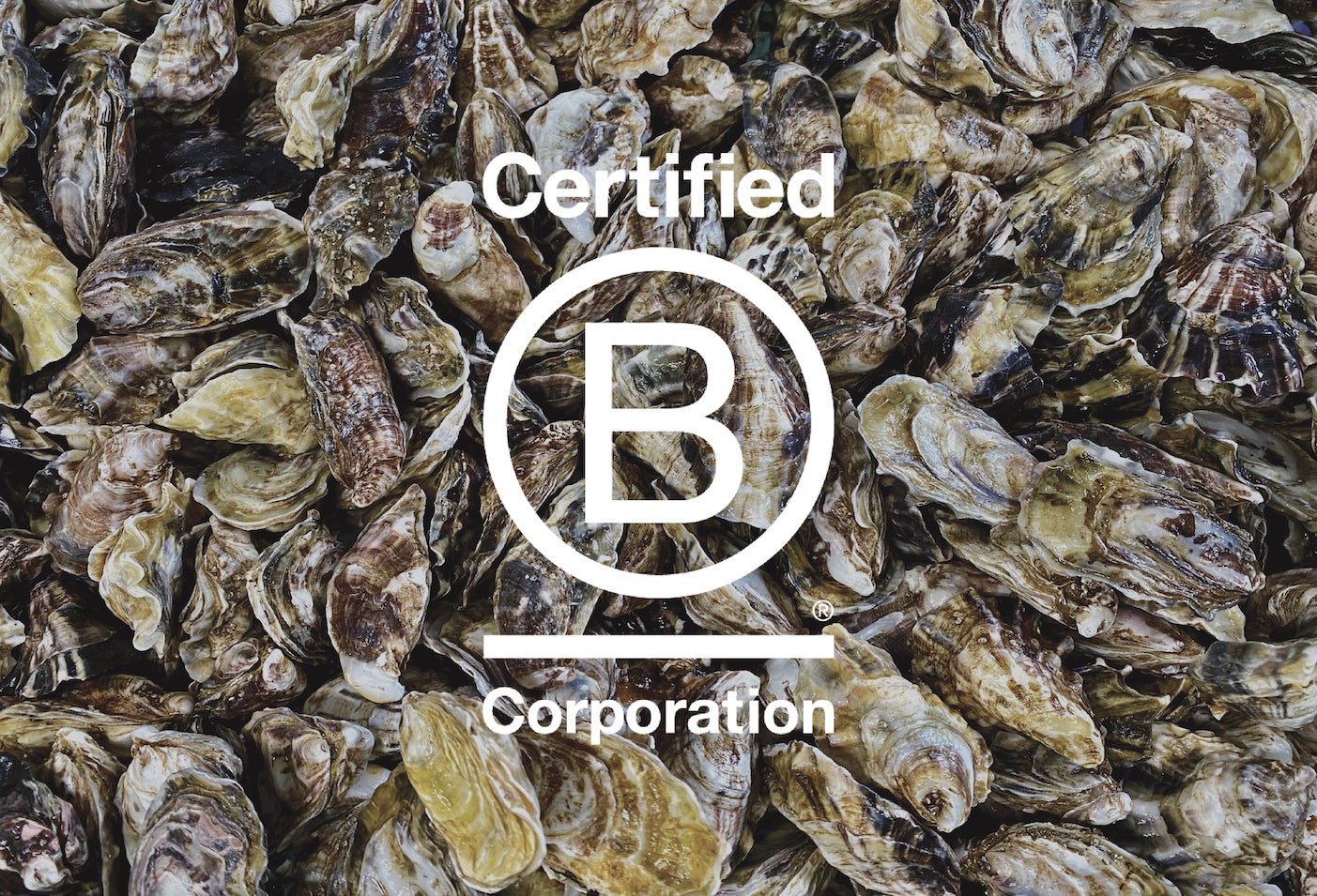 株式会社UMITO Partners、海と漁業のサステナブルを推進する企業として「B Corp認証」を取得のサブ画像1