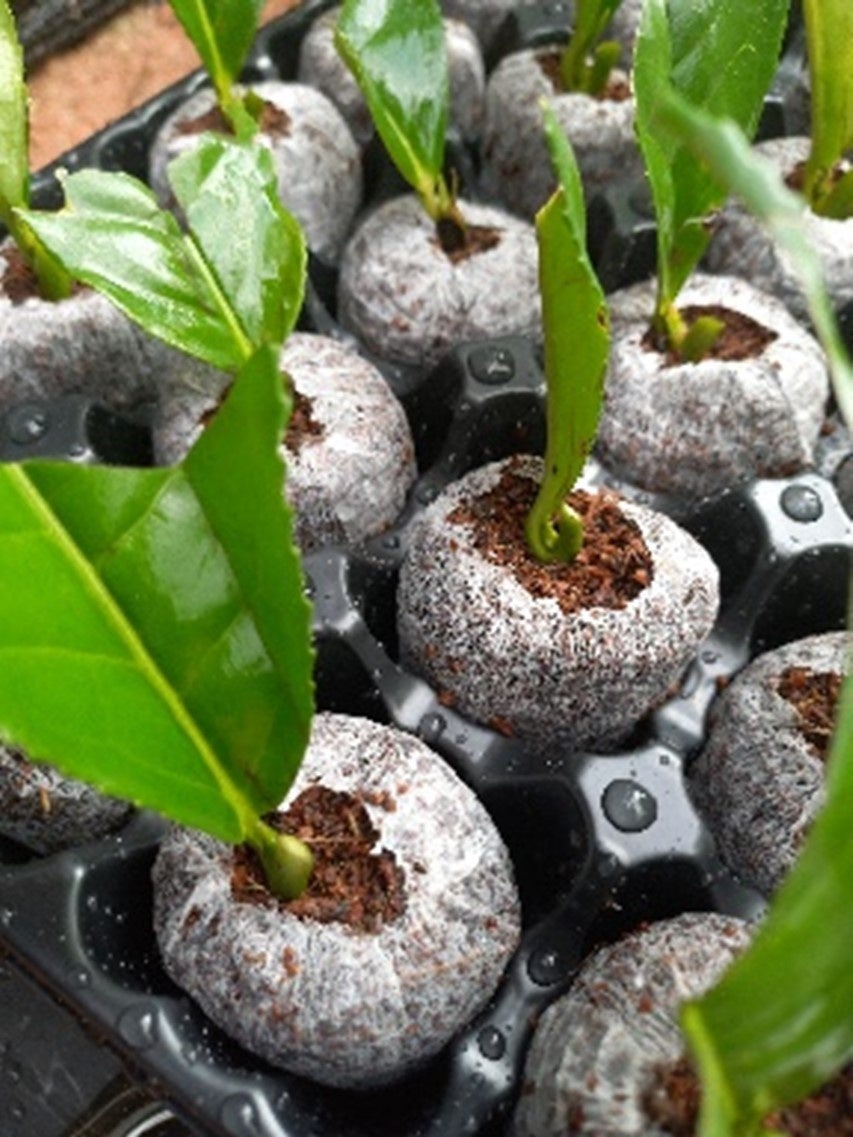 ジフィが茶葉生産者向けの新しいソリューションを発表 : ジフィ 7C ペレット お茶の木用のサブ画像1_ジフィ7Cペレットは生分解性の不織布がポットの役割をしています。ペレットサイズに適合するトレーで栽培することができます。