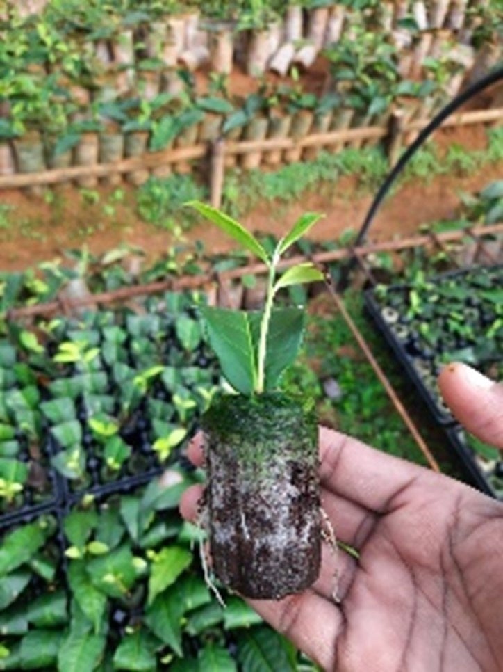 ジフィが茶葉生産者向けの新しいソリューションを発表 : ジフィ 7C ペレット お茶の木用のサブ画像2_ジフィ7Cペレットは常に高品質なココヤシ培養土を原料に生産され、強い根の生育環境を提供します。