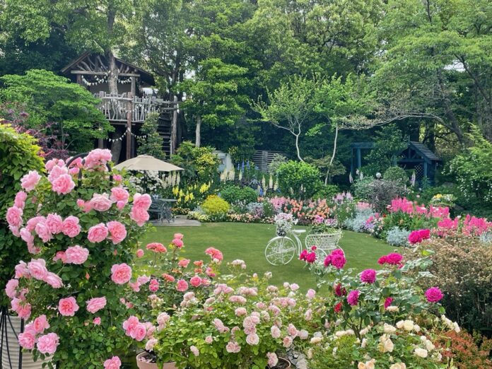 5月は、花遊庭でバラと草花の織り成す一番庭が輝くシーズン。イギリスにいるかのような美しい景色の中でゆったりと過ごせます。のメイン画像