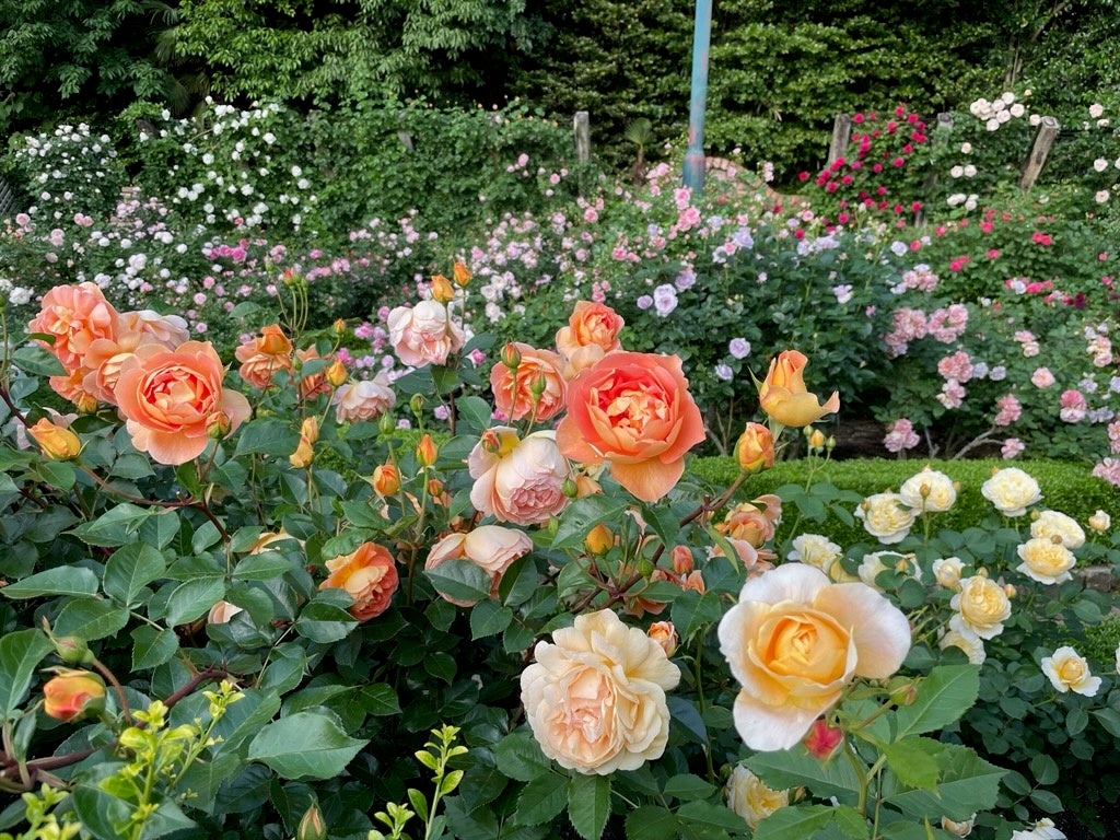 5月は、花遊庭でバラと草花の織り成す一番庭が輝くシーズン。イギリスにいるかのような美しい景色の中でゆったりと過ごせます。のサブ画像4