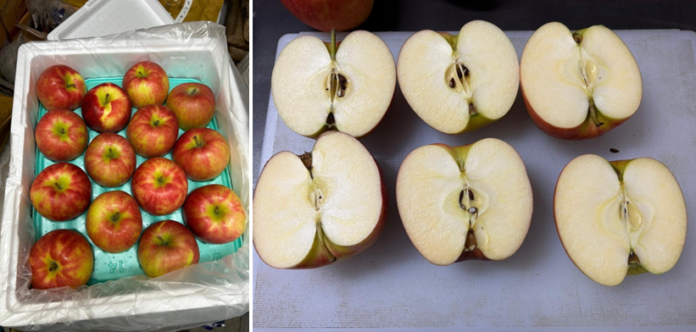 日本初！民間初！ インド向け日本産りんご生果実輸出のメイン画像