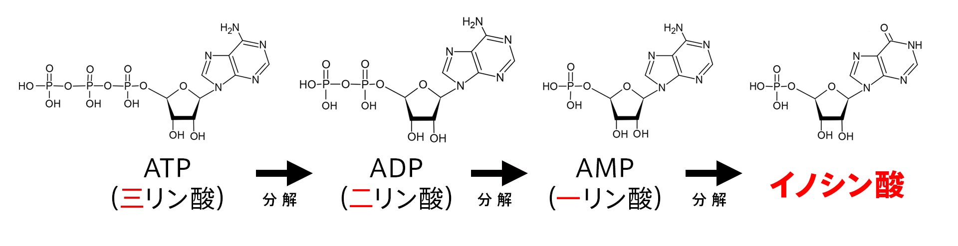 「フォアグラヒラメ」、4月12日より本格出荷開始のサブ画像4_ATPからイノシン酸へ変化する流れ