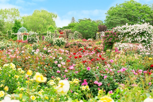 【ROSE LABO×関東各地のバラの聖地】4月15日（土）から春爛漫のローズガーデンにてPOPUPを開催！！のサブ画像6