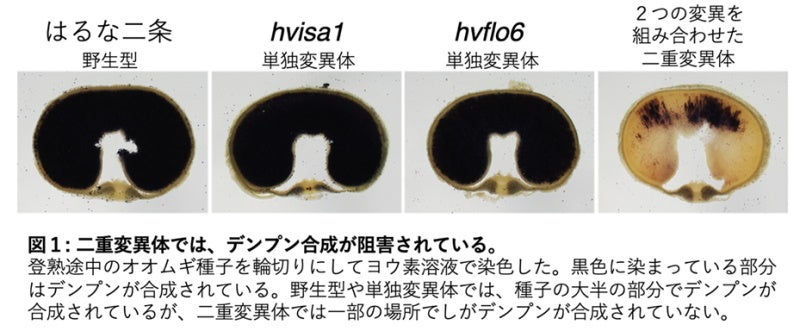 【岡山大学】種子中に糖類を高蓄積するオオムギの発見！のサブ画像2