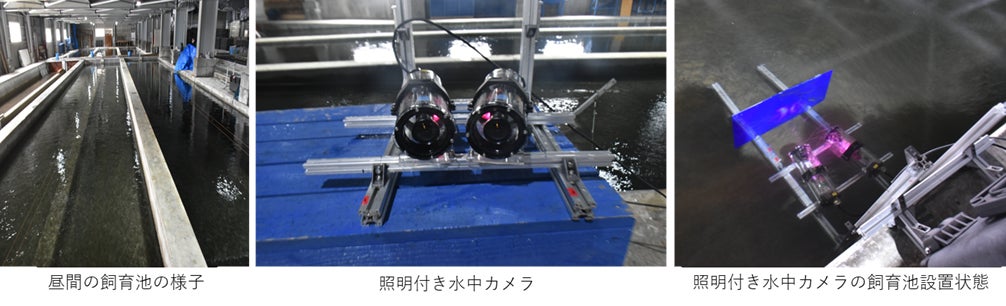 【岡山大学】サケの稚魚の夜間自動計測実証実験に成功 －照明装置付き複眼水中カメラを用いて自動計測が可能に－のサブ画像3