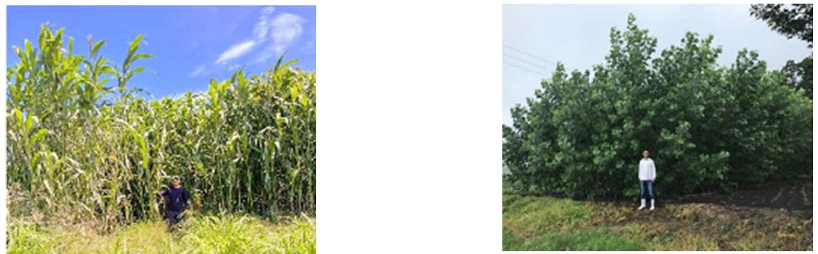 双日、宮崎県と農業資源を活用した資源循環事業に関する連携協定書を締結のサブ画像3_【左からソルガムとハコヤナギ】