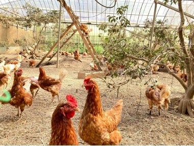 エコロギー×フレンチレストランL'OSIER×素ヱコ農園　サステナブル卵プロジェクトのサブ画像7