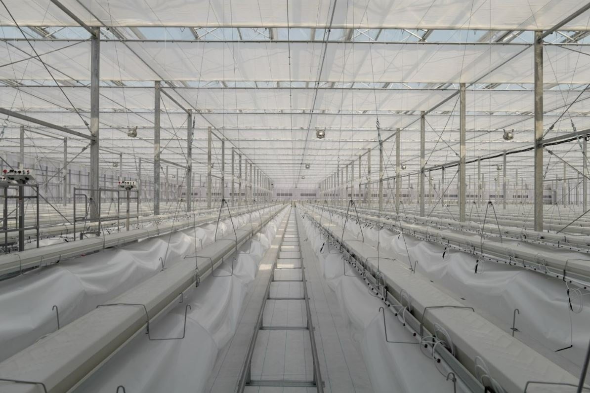 【日本最大級】ミニトマト生産拠点を完工、出荷開始のサブ画像3