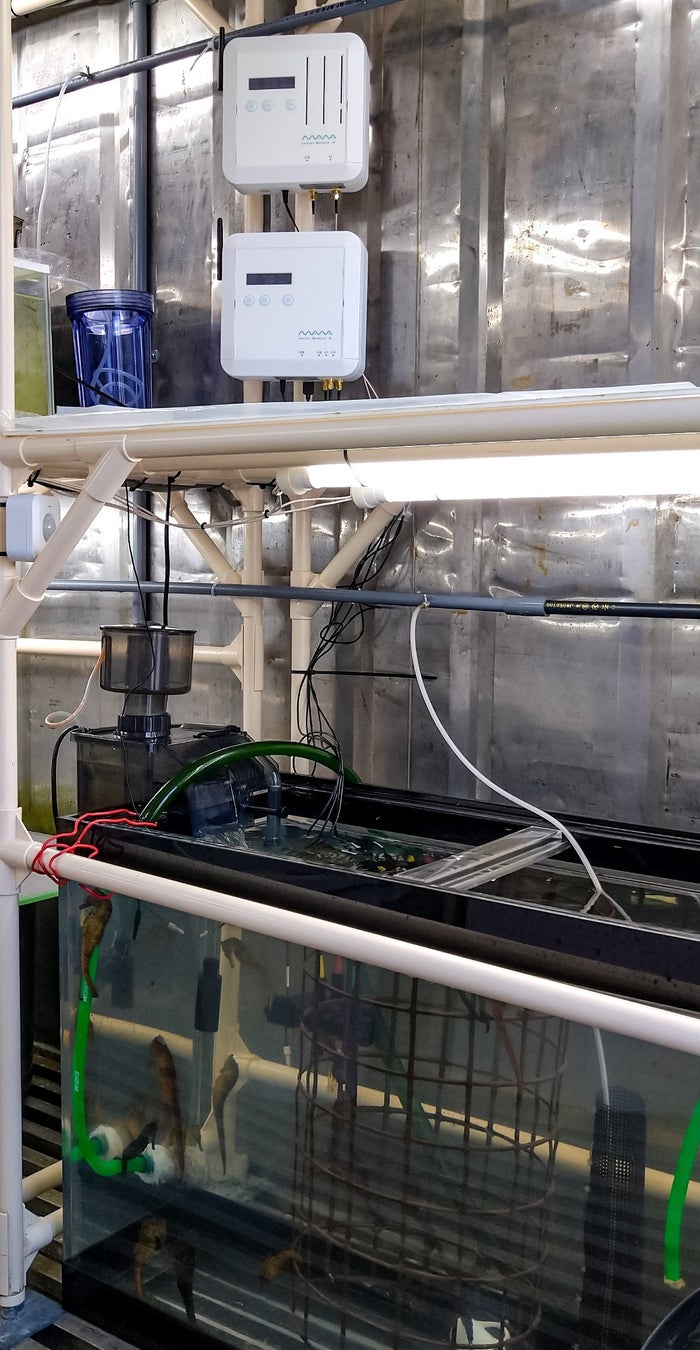 アクアポニックス向けIoTサービス「マナシステム」が、海水魚の陸上養殖に採用のサブ画像1_タツノオトシゴの水槽とマナシステム