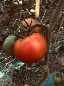 フジパンと『手島農園　男気トマト』が再コラボ！スナックサンド男気トマト　期間限定発売のサブ画像2